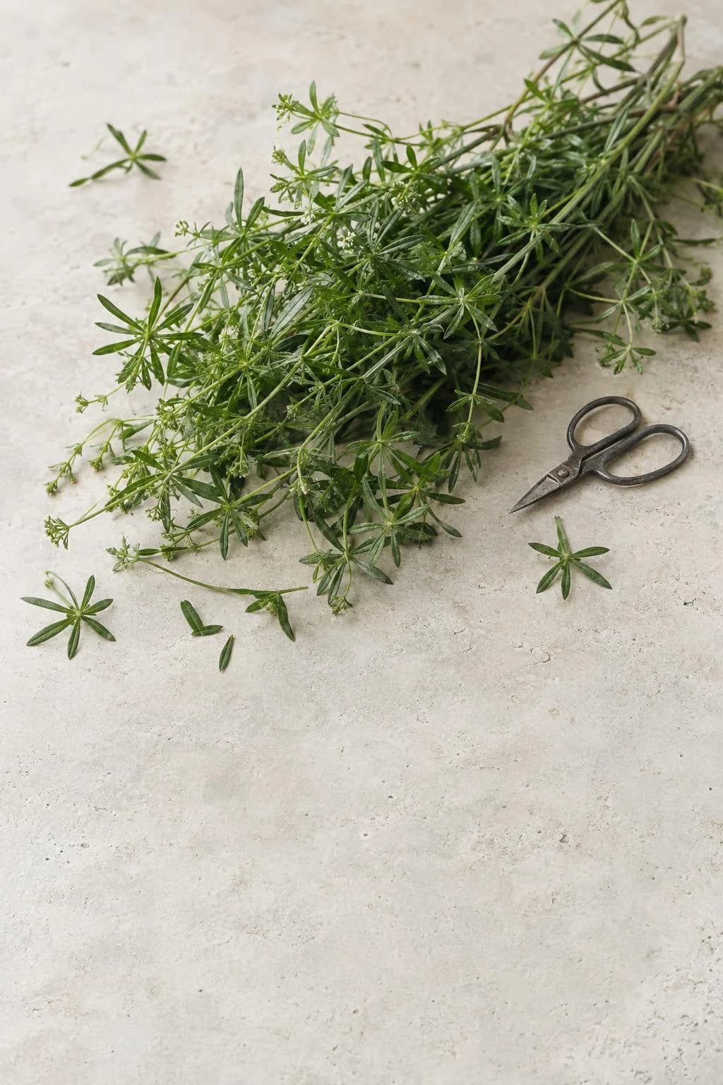 Freshly cut cleavers, Galium aparine, aerial parts