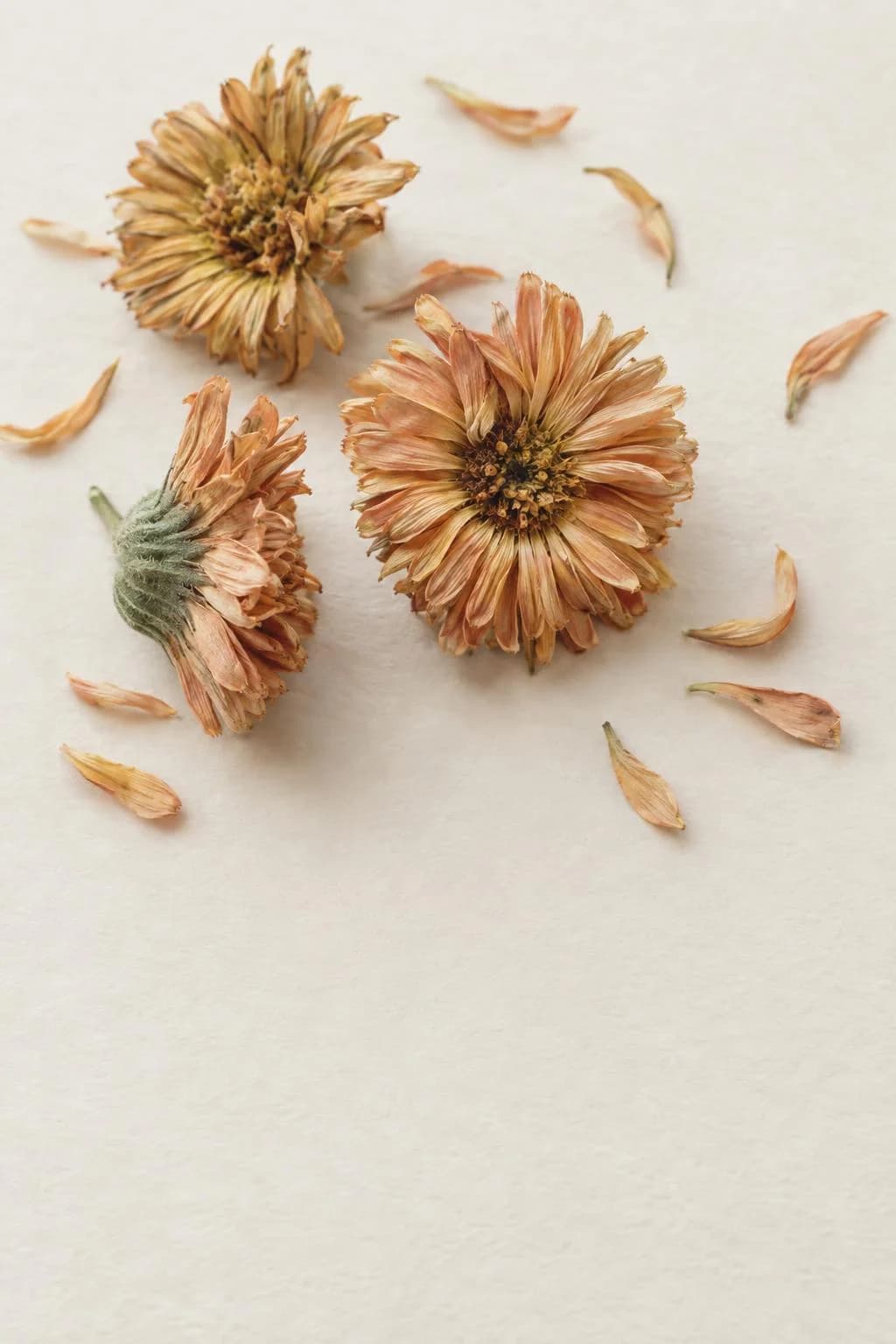 Calendula officinalis flower heads