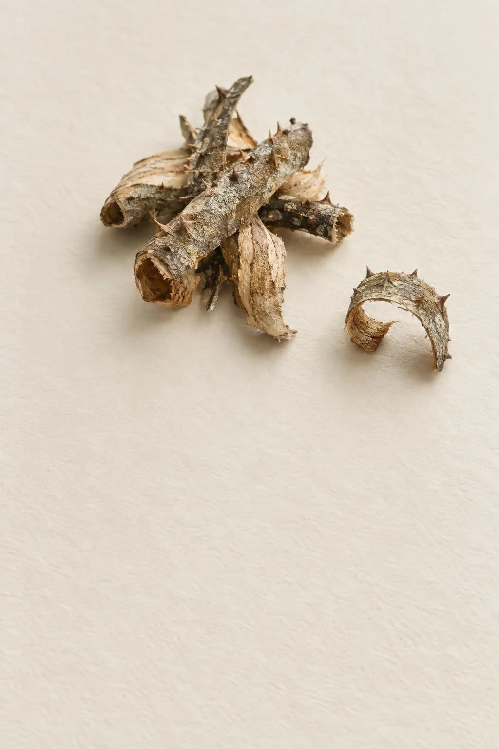 Prickly Ash, Zanthoxylum clava-herculis, dried spined bark